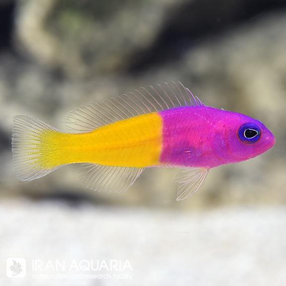 رویال داتی بک (Bicolor Dottyback)