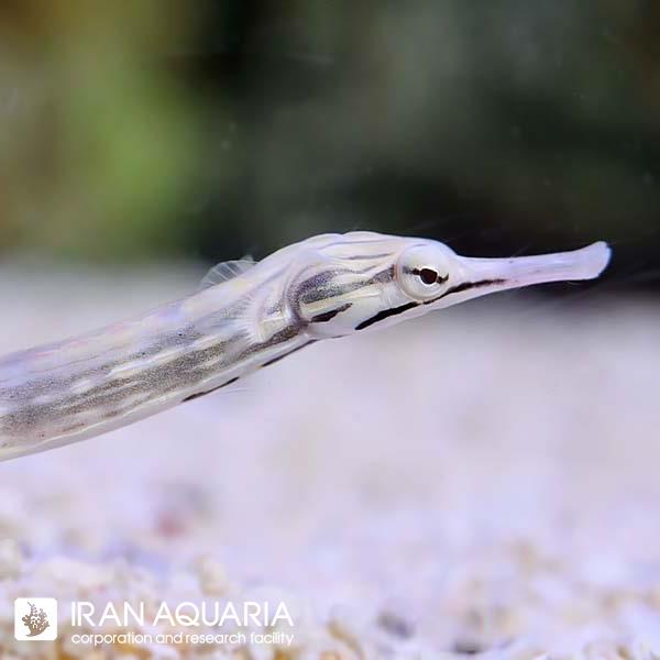 پایپ ماهی صورت اژدها (Dragonface Pipefish)