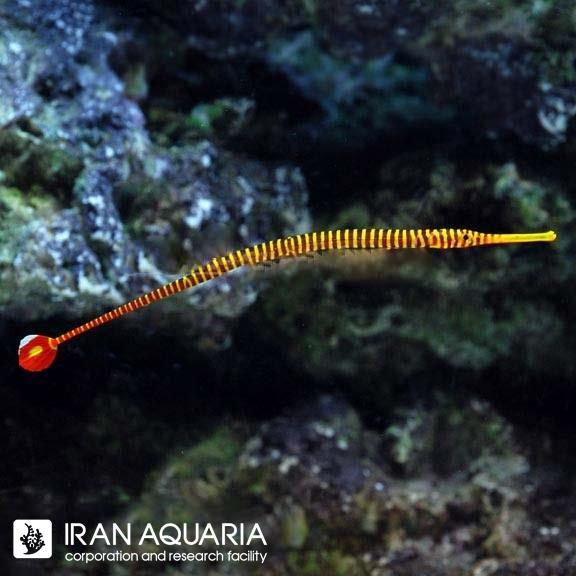 پایپ ماهی راه راه زرد (Yellow Multibanded Pipefish)