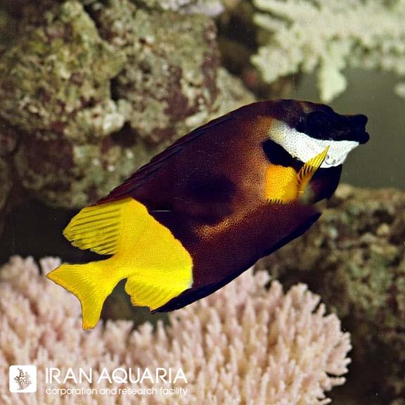 صورت روباهی دورنگ (Bicolor Foxface)