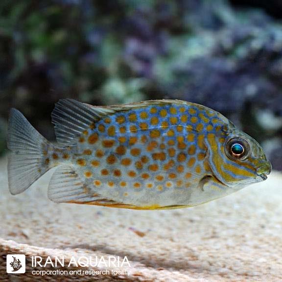 خرگوش ماهی یلو بلاچ (Yellow Blotch Rabbitfish)