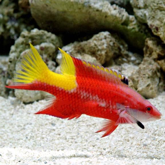 هاگ فیش کوبایی (Cuban Hogfish)