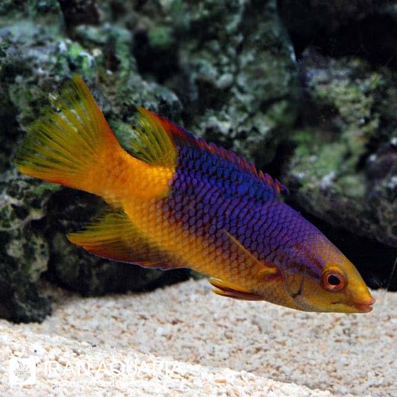 هاگ ماهی اسپانیایی (Spanish Hogfish)