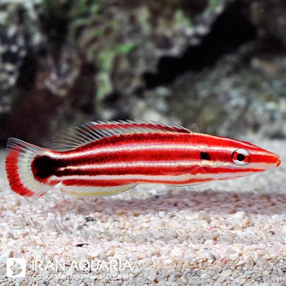 هاگ ماهی خط قرمز (Pacific Redstripe Hogfish)