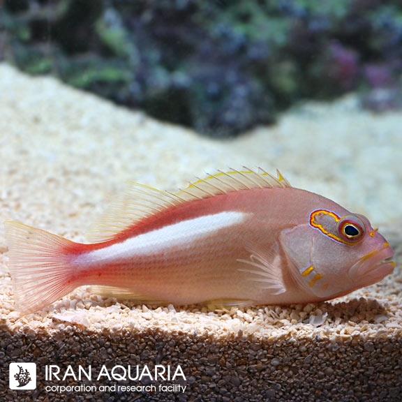شاهین ماهی آرک چشم ( Arc Eye Hawkfish)