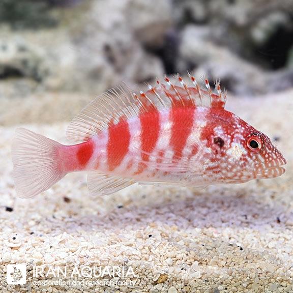 شاهین ماهی قرمز (Red hawkfish)