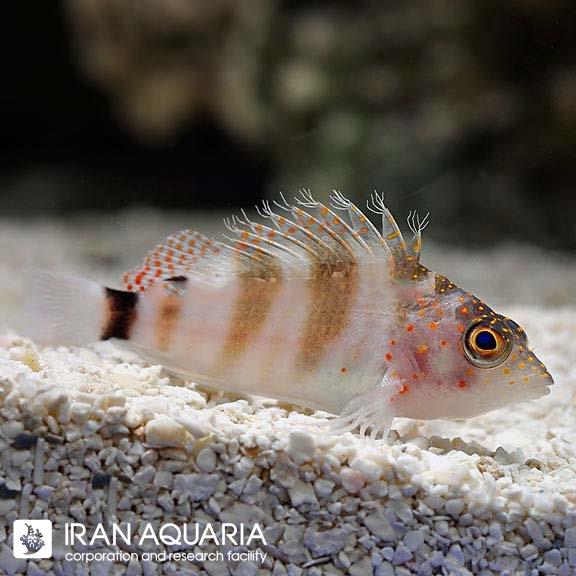 شاهین ماهی دوخال (Two Spot Hawkfish) 