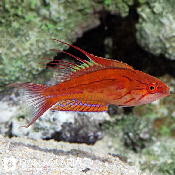 راس فلشر فیلامنتد (Filamented Flasher Wrasse)