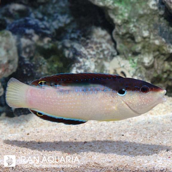 راس پشت سیاه (Black-backed Wrasse)