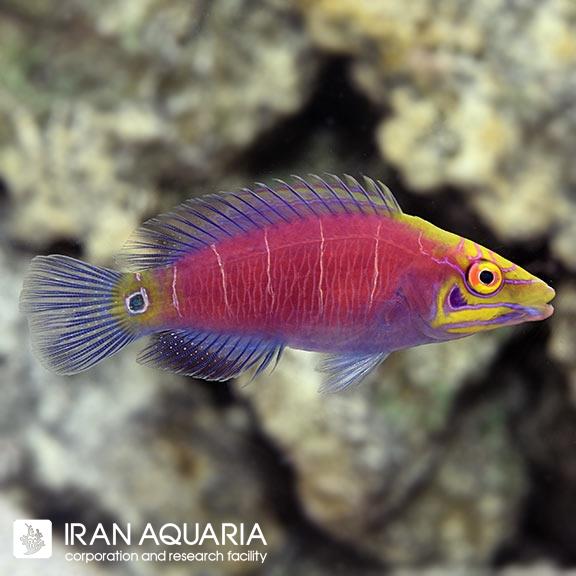 راس میستری (Mystery Wrasse)