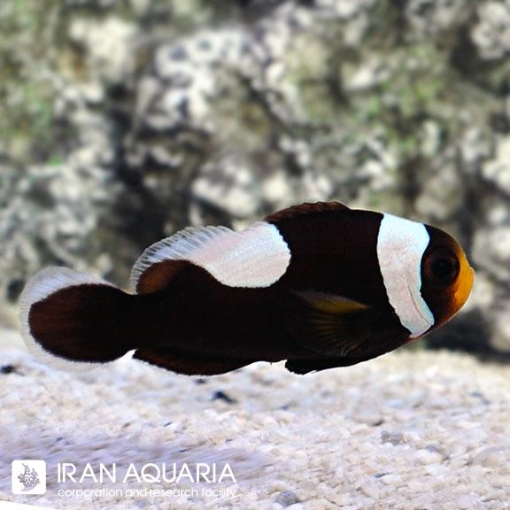 دلقک ماهی آفریقایی (Saddleback Clownfish )
