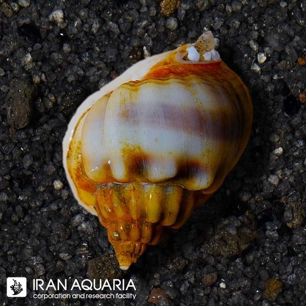 حلزون ناساریوس ( Nassarius Snail )