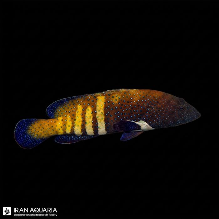 گروپر خط آبی (Grouper Argus)