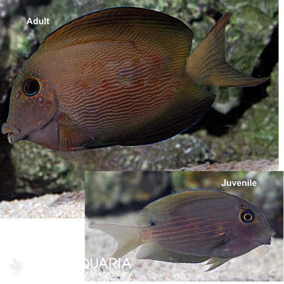 جراح ماهی دندان زبر راه راه ( Orange Stripe Bristletooth Tang )