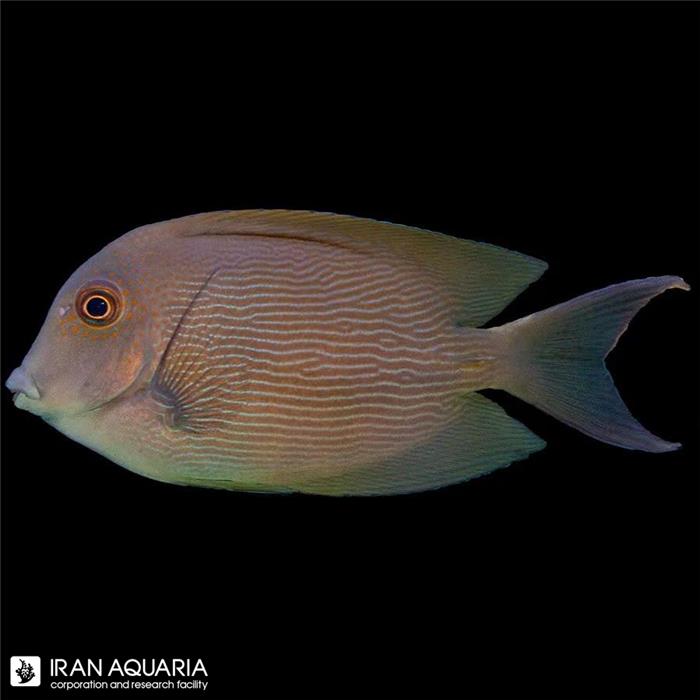 جراح ماهی دندان زبر راه راه ( Orange Stripe Bristletooth Tang )