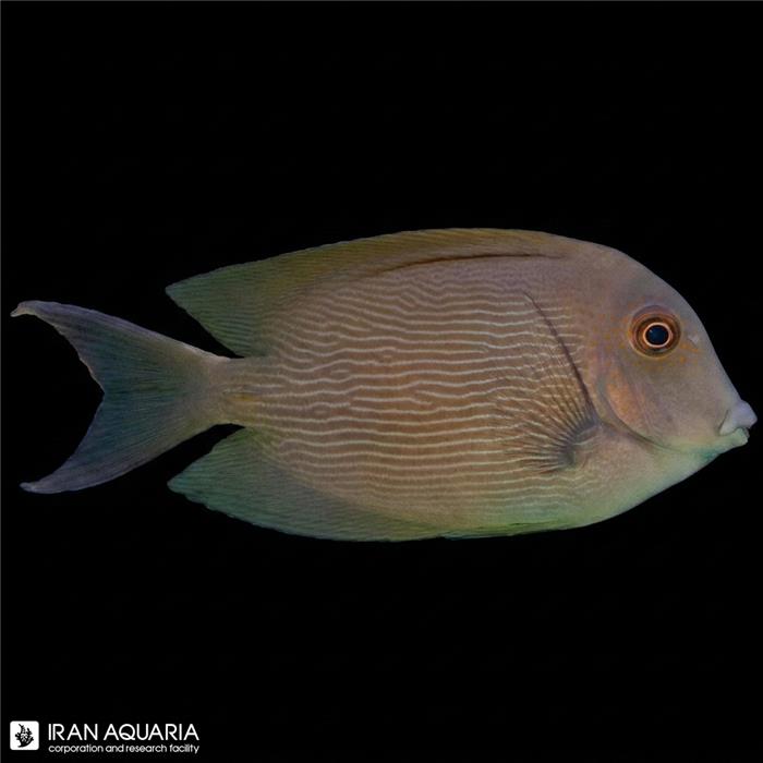 جراح ماهی دندان زبر راه راه ( Orange Stripe Bristletooth Tang )