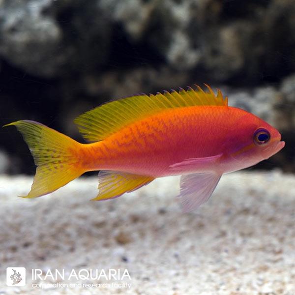 آنتیاس دو خال هندی ( Bimaculatus Anthias )