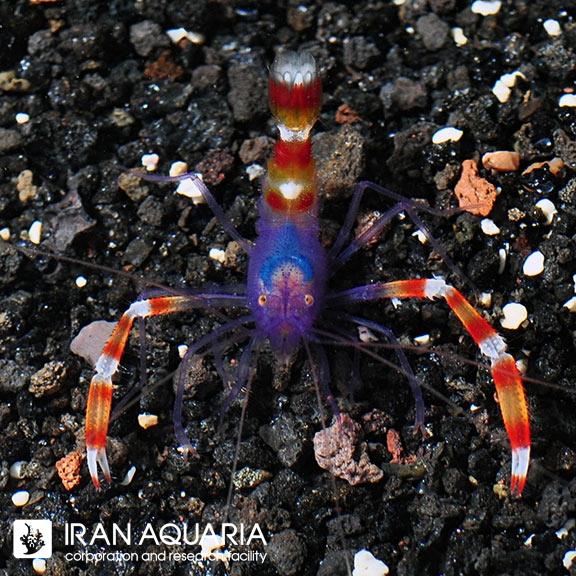 میگو باکسر آبی (Banded Coral Shrimp, Blue )