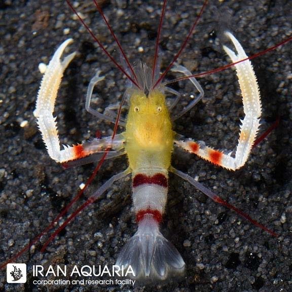 میگو باکسر طلایی (Banded Coral Shrimp, Gold )