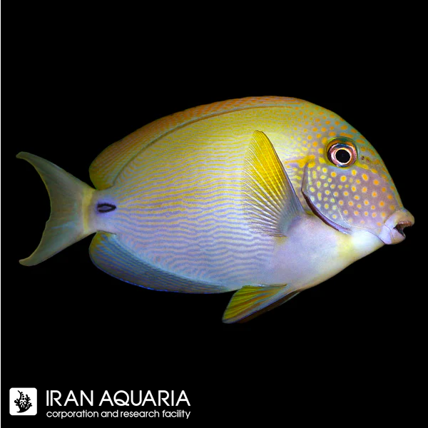 جراح ماهی صورت خالدار (The White-freckled Surgeonfish)
