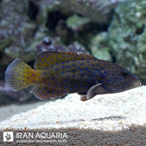 گروپر خال آبی (Blue Dot Grouper )