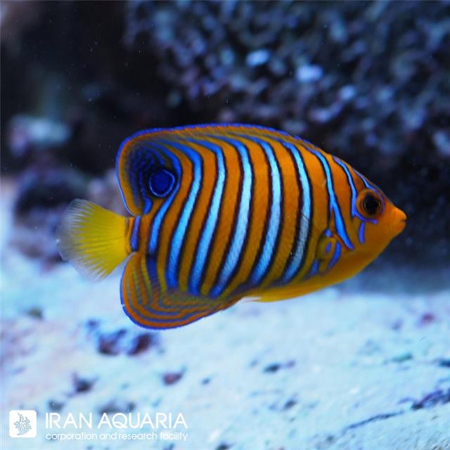 فرشته ماهی رگال هندی (Indian Regal Anglefish)