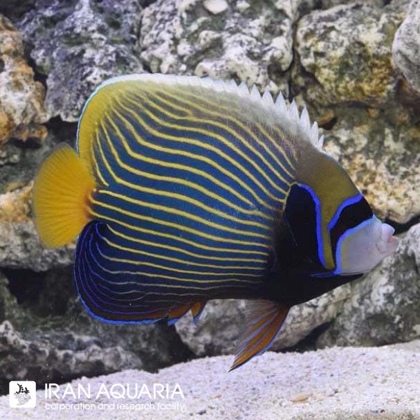 فرشته ماهی امپراطور هندی (Indian Emperor Angelfish)