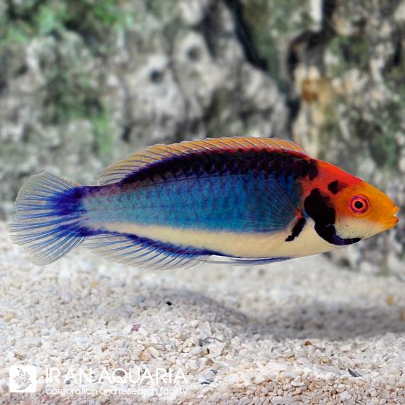 راس فرشته سولون (Red Head Solon Fairy Wrasse)