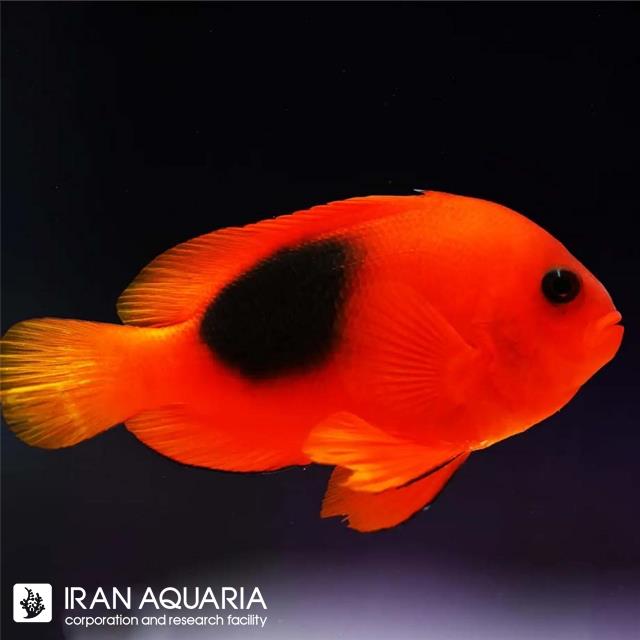 دلقک ماهی آتشین (Red Saddle Clownfish)