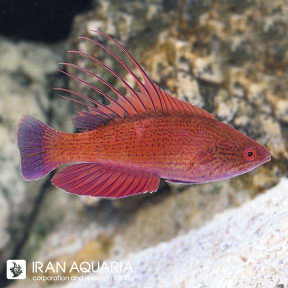 راس فلشر باله آبی ( Linespot Flasher Wrasse )