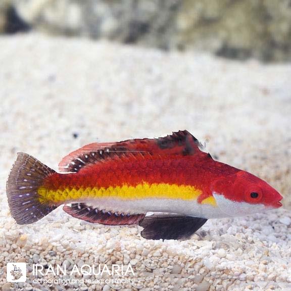 راس فرشته ی نائوکو (Naoko's Fairy Wrasse)
