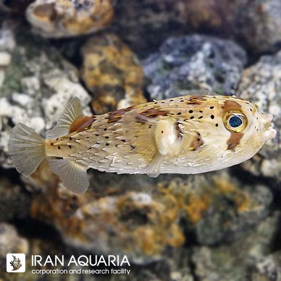 پافر دیودون (Diodon Puffer)