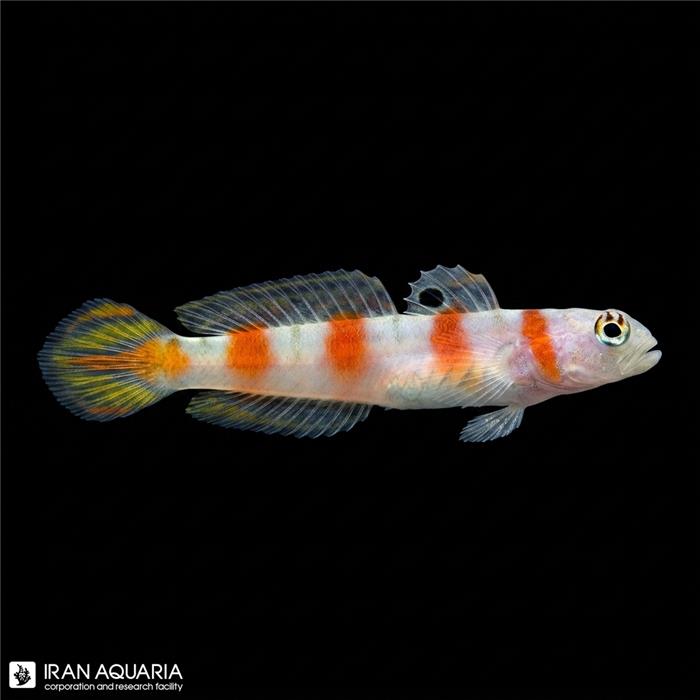 گابی فلگ تیل ( Flagtail Shrimp Goby )