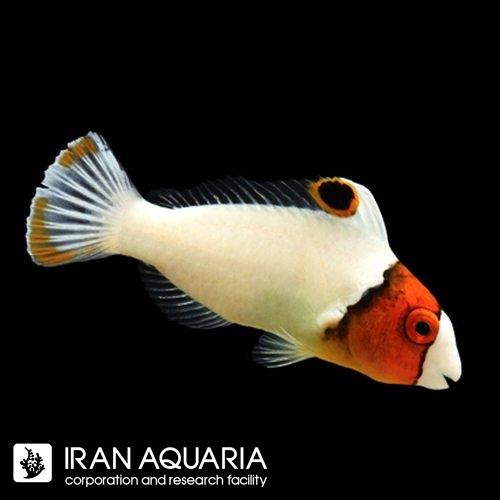 طوطی ماهی دو رنگ ( Bicolor Parrotfish)