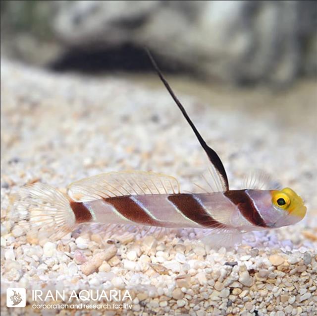 گابی فیلامنت (Filament-Finned Prawn-Goby)