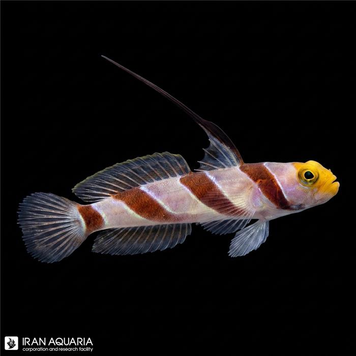 گابی فیلامنت (Filament-Finned Prawn-Goby)