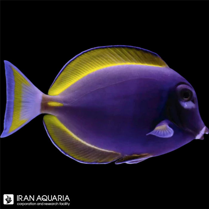 پادربلو هیبرید (Hybrid Powder Blue Tang)