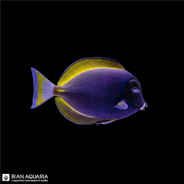 جراح پادربلو هیبرید (Hybrid Powder Blue Tang)