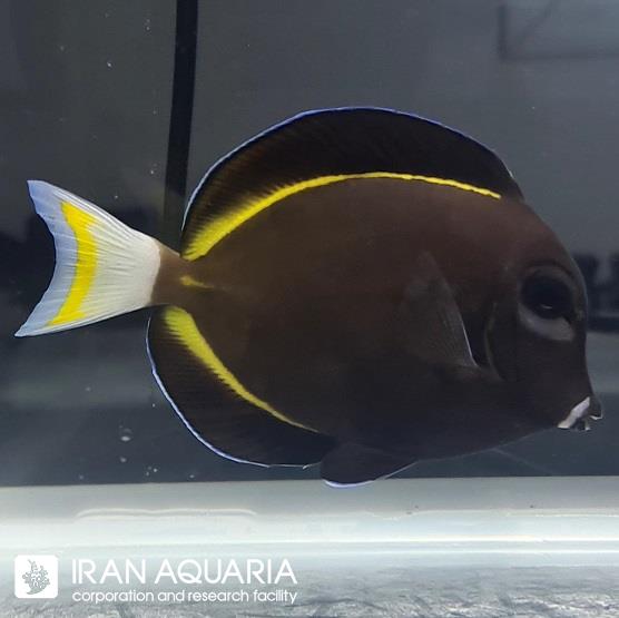 جراح گونه سفید (WhiteCheek Tang) 