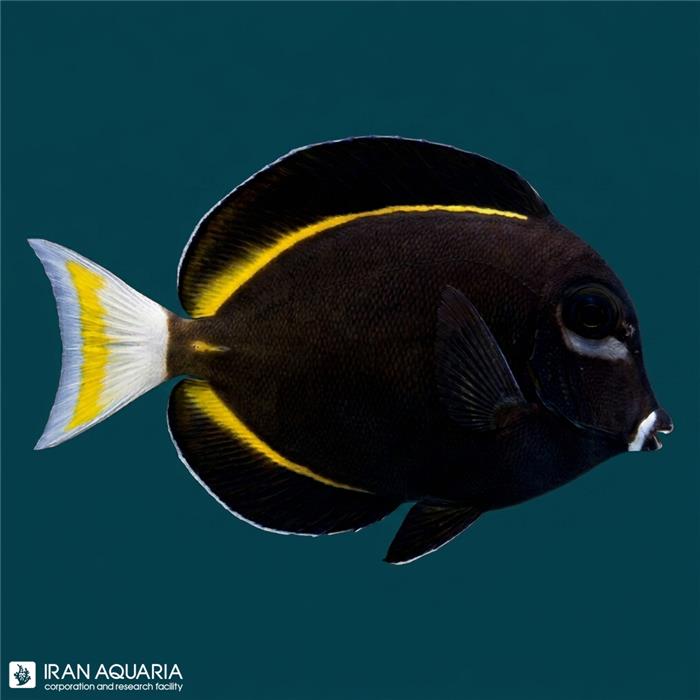 جراح گونه سفید (WhiteCheek Tang) 