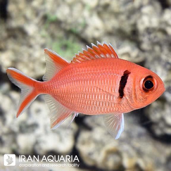 سرباز ماهی چشم بزرگ ( Big Eye Soldierfish )