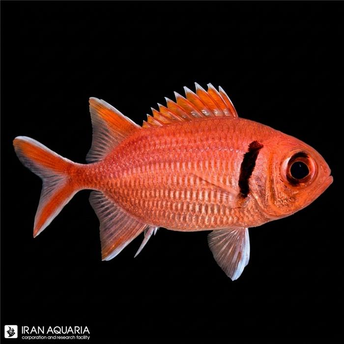 سنجاب ماهی خط مشکی (Big Eye Black Bar Squirrelfish)