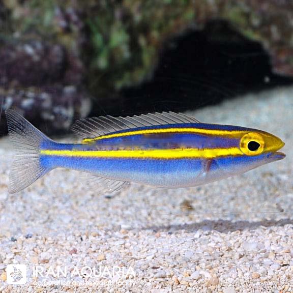  بنانا فیش ( Small Toothed Whiptail ) 