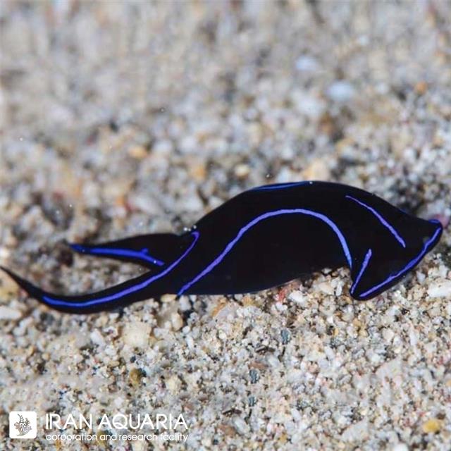 خرگوش فلت ورم خوار ( Blue Velvet Nudibranch )