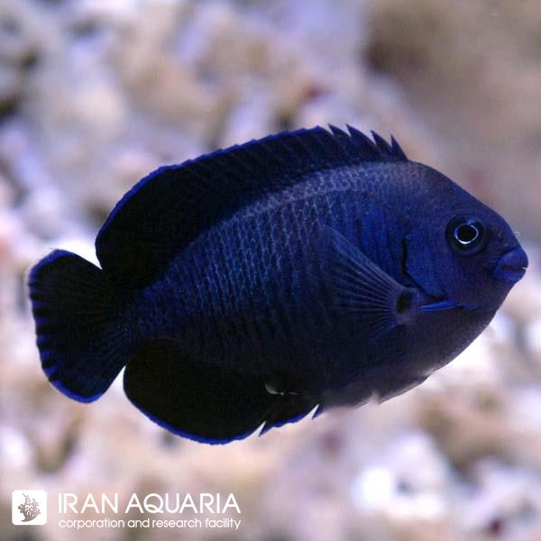 فرشته ماهی میدنایت ( Black Nox Angelfish )