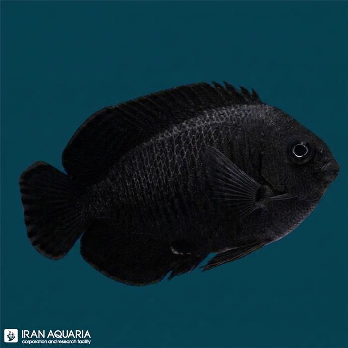 فرشته ماهی میدنایت ( Black Nox Angelfish )