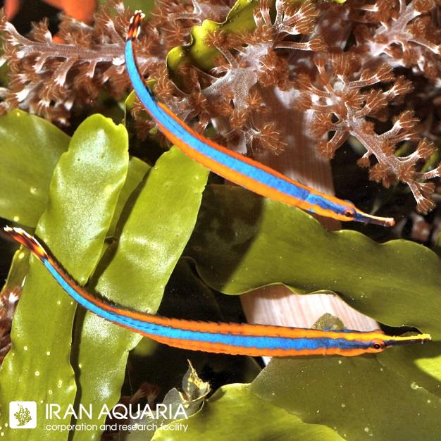 پایپ ماهی خط آبی (Bluestripe Pipefish)