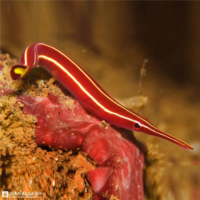 کلینگ فیش قرمز (Long Snout Cling Fish)