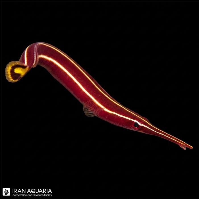 کلینگ فیش قرمز (Long Snout Cling Fish)