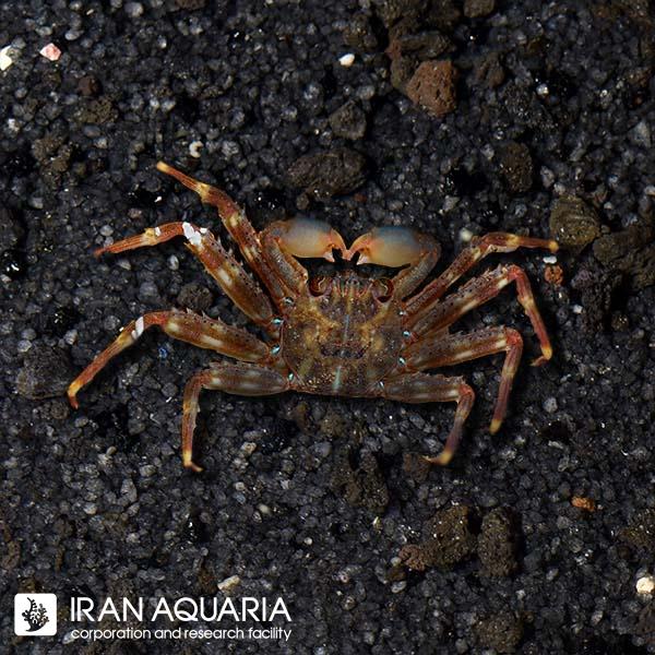 خرچنگ لایت فوت (Light Foot Crab)